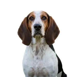English Coon Hound