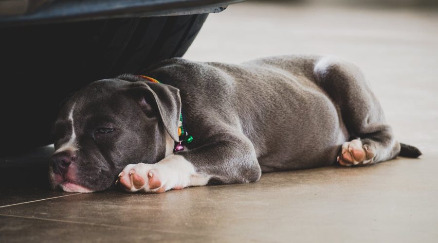 puppy health problems