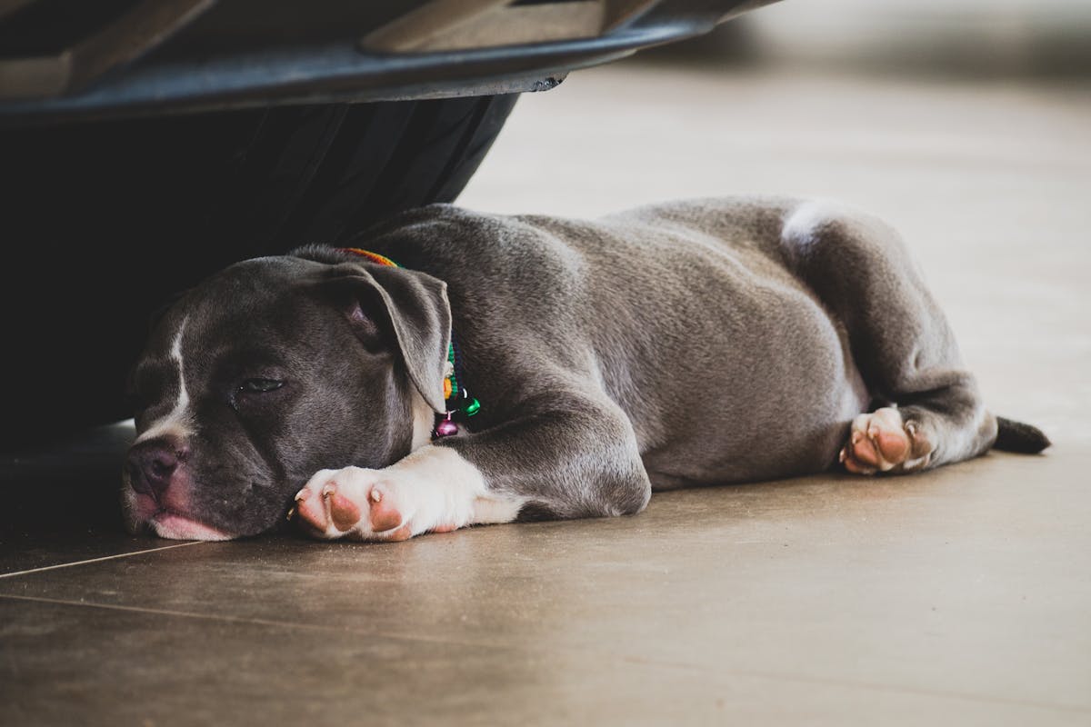 Common Puppy Illnesses and How to Prevent Them