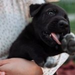 puppy teething signs