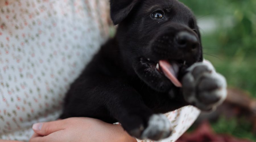 puppy teething signs