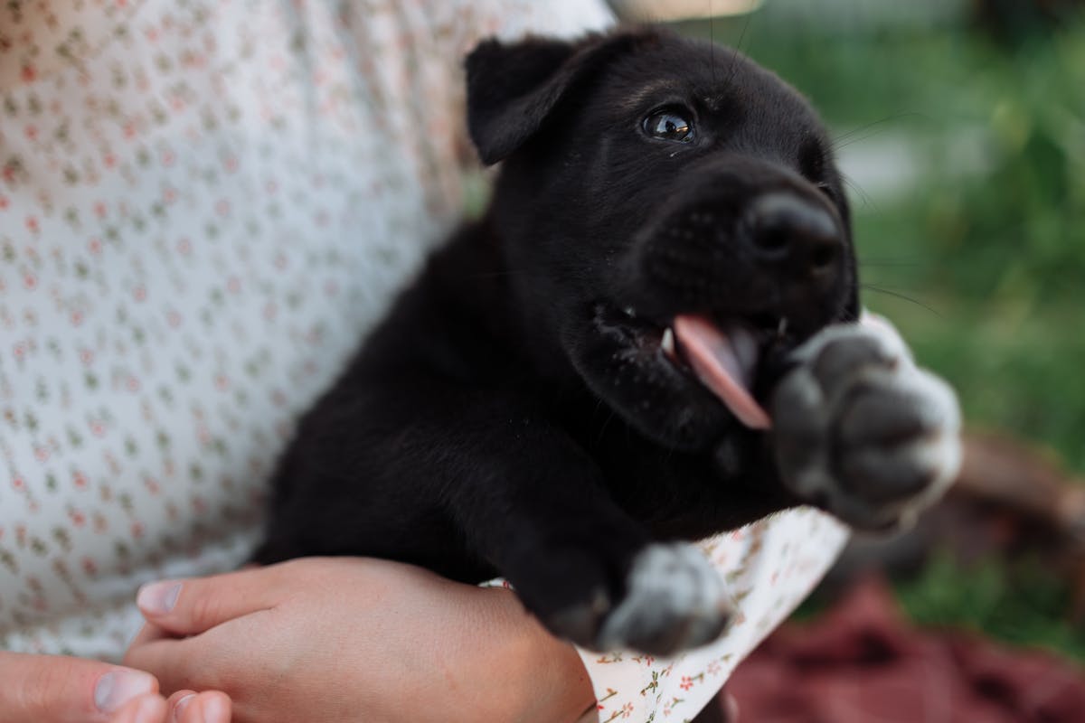 Signs Your Puppy Is Teething and What to Do