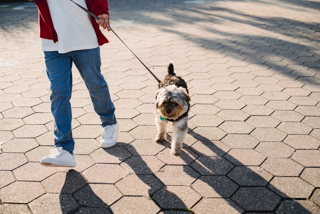 How Long Should You Walk Your Dog Each Day?