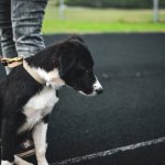 leash training puppy