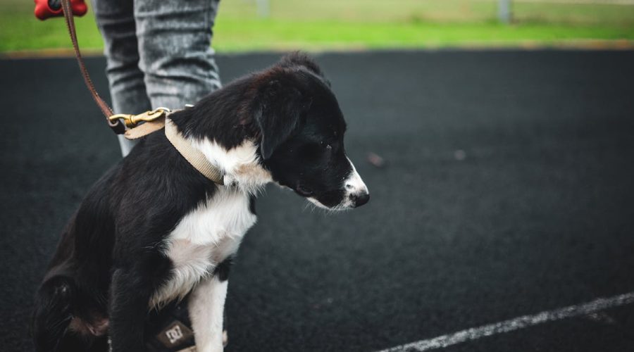 leash training puppy