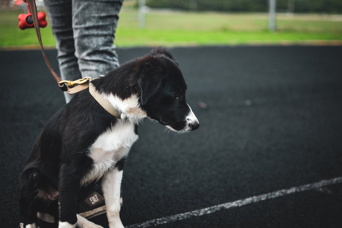 Leash Training Puppy: Everything You Need to Know
