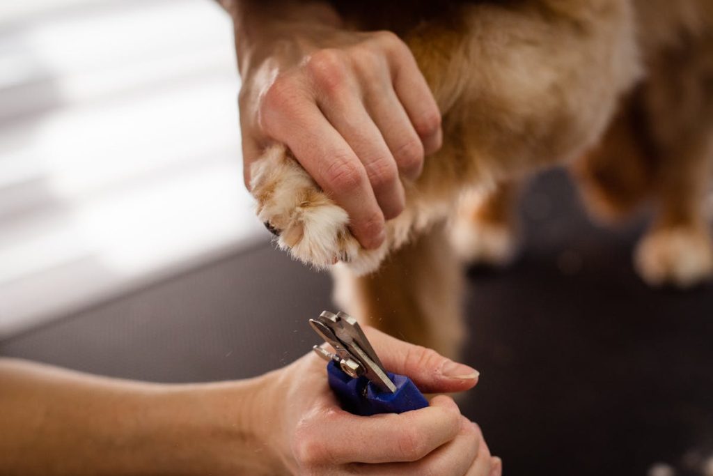How to Trim a Puppy’s Nails Safely: A Simple Guide for New Owners
