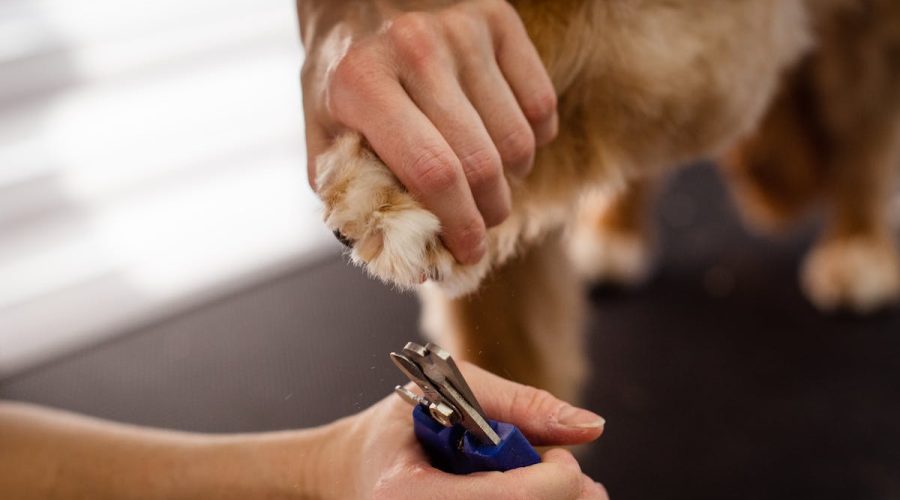 trim puppy nails
