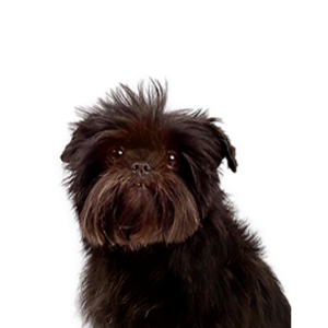 Petland Summerville, South Carolina Pet Store Affenpinscher