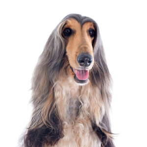 Petland Summerville, South Carolina Pet Store Afghan Hound