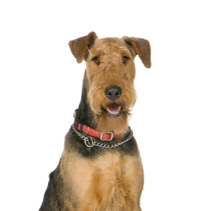Petland Summerville, South Carolina Pet Store Airedale Terrier