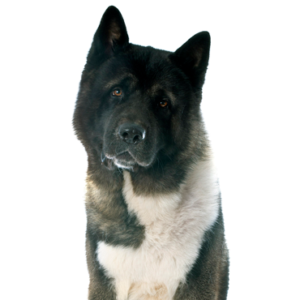 Petland Summerville, South Carolina Pet Store Akita