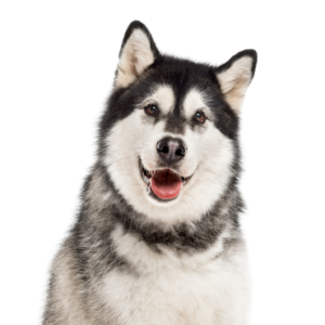 Petland Summerville, South Carolina Pet Store Alaskan Malamute