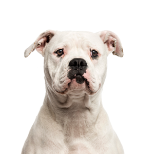 Petland Summerville, South Carolina Pet Store American Bulldog