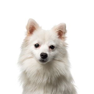 Petland Summerville, South Carolina Pet Store American Eskimo