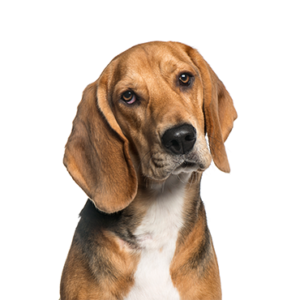 Petland Summerville, South Carolina Pet Store American Foxhound