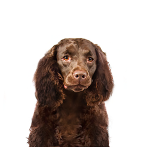 Petland Summerville, South Carolina Pet Store American Water Spaniel