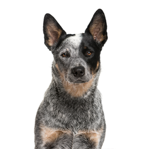 Petland Summerville, South Carolina Pet Store Australian Cattle Dog