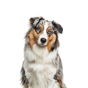 Petland Summerville, South Carolina Pet Store Australian Shepherd
