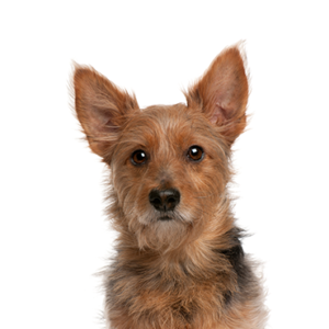 Petland Summerville, South Carolina Pet Store Australian Terrier
