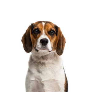 Petland Summerville, South Carolina Pet Store Beagle