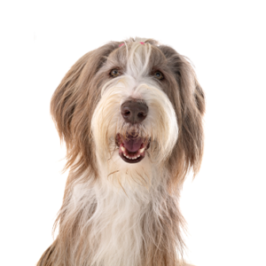 Petland Summerville, South Carolina Pet Store Bearded Collie