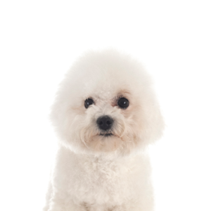 Petland Summerville, South Carolina Pet Store Bichon Frise