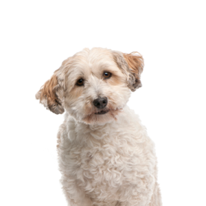 Petland Summerville, South Carolina Pet Store Bichon Poo