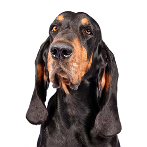 Petland Summerville, South Carolina Pet Store Black and Tan Coonhound