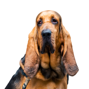 Petland Summerville, South Carolina Pet Store Bloodhound