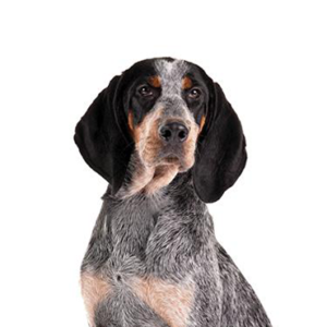 Petland Summerville, South Carolina Pet Store Bluetick Coonhound
