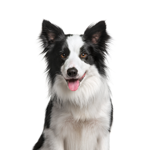 Petland Summerville, South Carolina Pet Store Border Collie