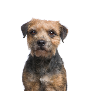 Petland Summerville, South Carolina Pet Store Border Terrier