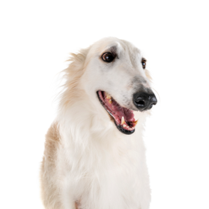Petland Summerville, South Carolina Pet Store Borzoi