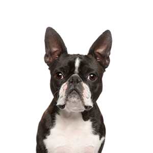 Petland Summerville, South Carolina Pet Store Boston Terrier