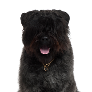Petland Summerville, South Carolina Pet Store Bouvier des Flandres