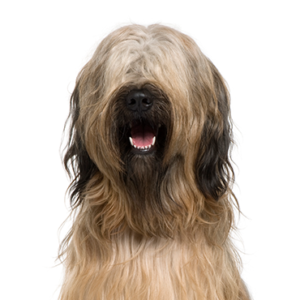Petland Summerville, South Carolina Pet Store Briard