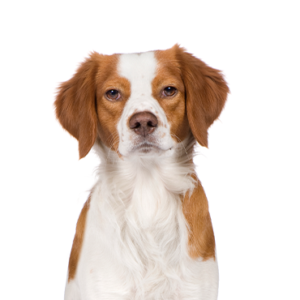 Petland Summerville, South Carolina Pet Store Brittany