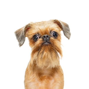 Petland Summerville, South Carolina Pet Store Brussels Griffon