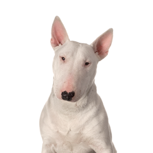 Petland Summerville, South Carolina Pet Store Bull Terrier