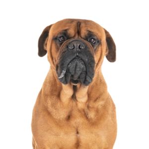 Petland Summerville, South Carolina Pet Store Bullmastiff