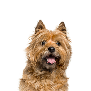 Petland Summerville, South Carolina Pet Store Cairn Terrier