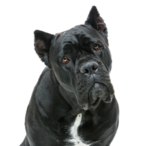 Petland Summerville, South Carolina Pet Store Cane Corso