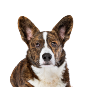 Petland Summerville, South Carolina Pet Store Cardigan Welsh Corgi