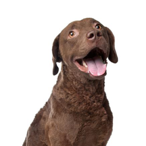 Petland Summerville, South Carolina Pet Store Chesapeake Bay Retriever