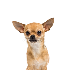 Petland Summerville, South Carolina Pet Store Chihuahua