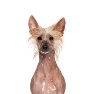 Petland Summerville, South Carolina Pet Store Chinese Crested