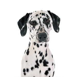 Petland Summerville, South Carolina Pet Store Dalmatian