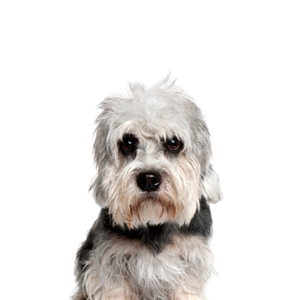Petland Summerville, South Carolina Pet Store Dandie Dinmont Terrier