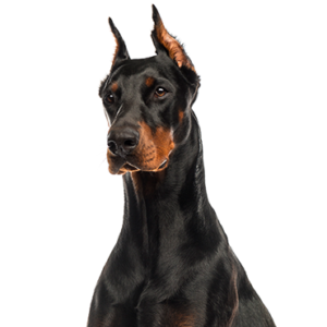 Petland Summerville, South Carolina Pet Store Doberman Pinscher